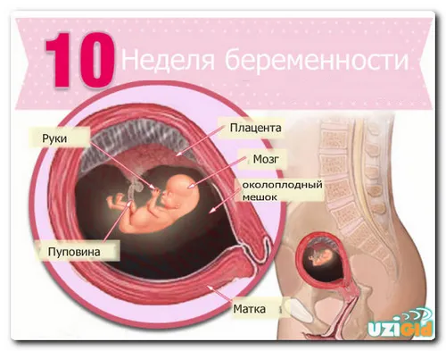 10 тиждень вагітності узі
