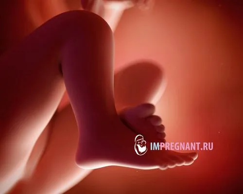 19 тиждень вагітності немає рухів