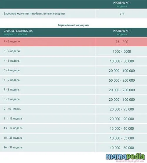 другий тиждень вагітності
