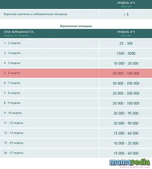 шостий тиждень вагітності, календар вагітності на шостому тижні, 6 тиждень вагітності шостий тиждень вагітності