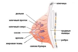 фото грудей вагітної жінки, перший по підлозі фото грудей вагітної жінки