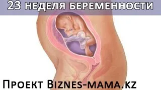 двадцять третій тиждень вагітності