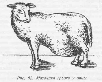вагітності, тварин, вагітних, розчин, плода, матки, вагітність, кальцію, тварини, порушення, пологів, підшкірно, корів, печінки, кормів, захворювання, речовин, організму, обміну, виникають організму