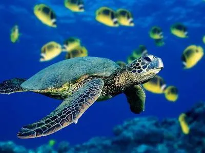 можна вагітним море