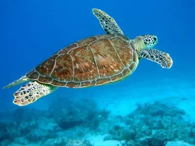 чи можна вагітним їхати на море