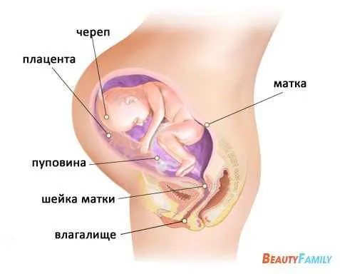 33 тиждень вагітності узі