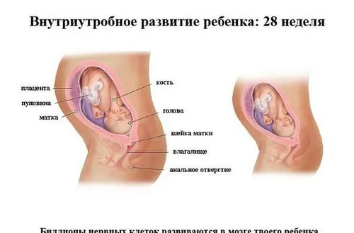28 тиждень вагітності узі
