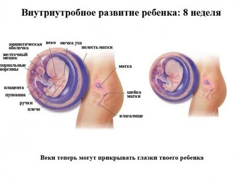 8 тиждень вагітності розмір плода