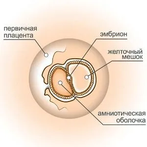 4 тижні вагітності фото плода