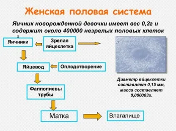 таблиця узі вагітності