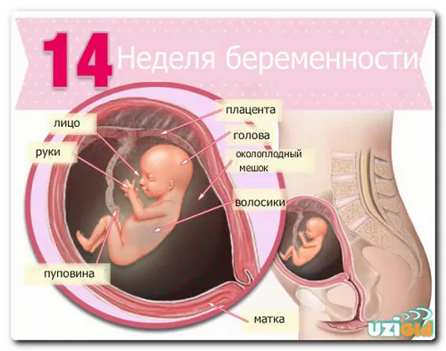 14 тижнів вагітності