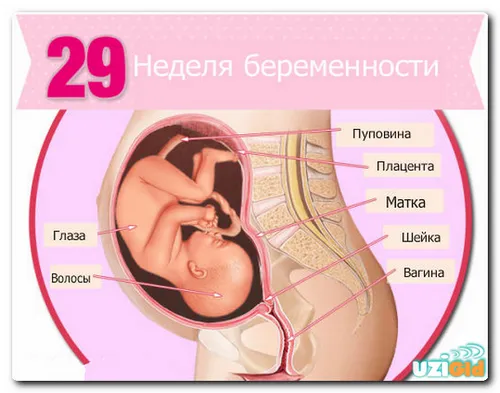 29 тиждень вагітності узі