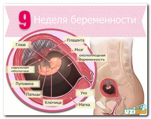 9 тиждень вагітності узі