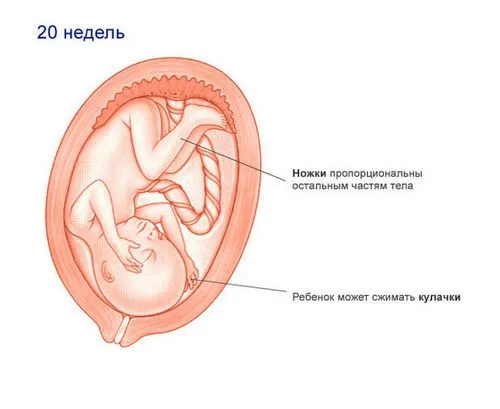 вагітність по тижнях розвиток плода і відчуття