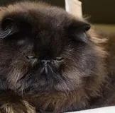 зачаття