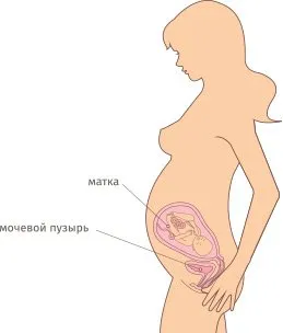 молозиво в 34 тижні вагітності