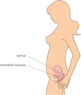 16 тиждень вагітності який це місяць