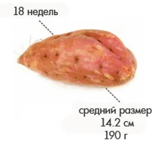 вагітність 18 тижнів фото