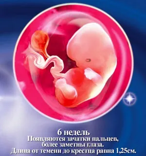 вагітність 6 тижнів фото узі