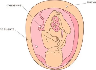молозиво в 34 тижні вагітності