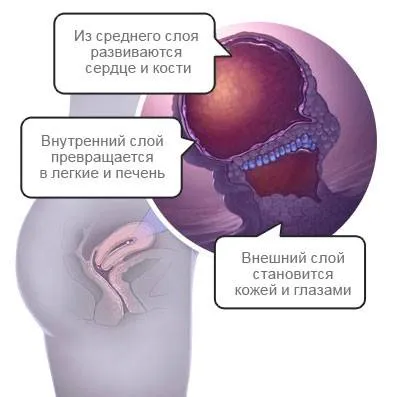 4 тиждень, вагітність на четвертому тижні, календар вагітності вагітність на четвертому тижні