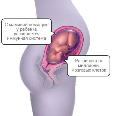 29 тиждень
