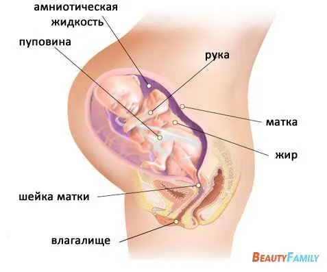 вагітність 30 тиждень