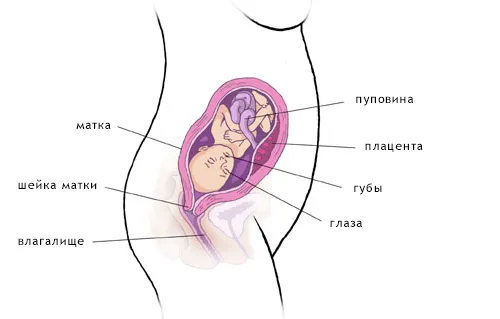 двадцять другий тиждень вагітності