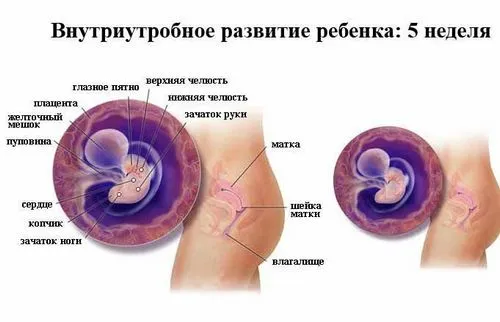 5 тижнів вагітності фото плода