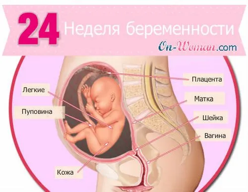 вагітність 24 тижні фото