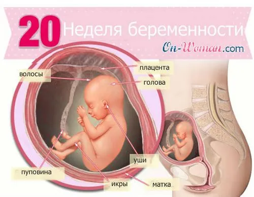 20 тиждень вагітності узі