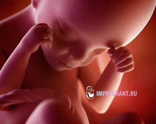 ворушіння на 24 тижні вагітності