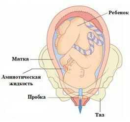 відійшла пробка коли пологи