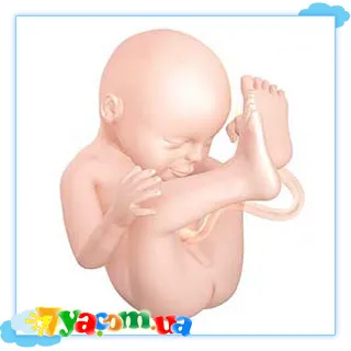 33 тиждень вагітності фото