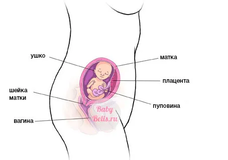 17 тиждень вагітності тягне живіт 17 тиждень вагітності тягне живіт