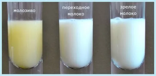 24 тижні вагітності виділення з грудей