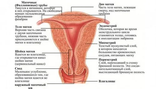 вкорочення шийки матки під час вагітності