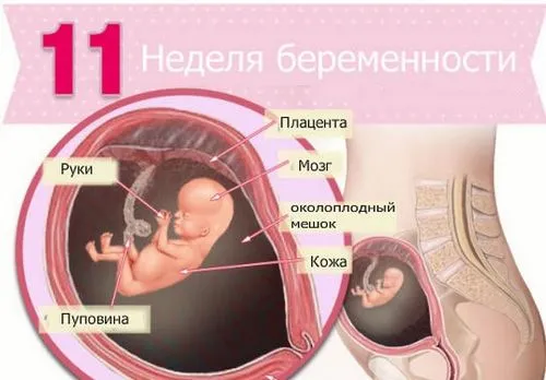 вагітність 11 тижнів виділення