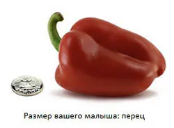 вагітність 18 тижнів фото