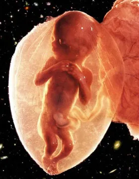 16 тиждень вагітності живіт
