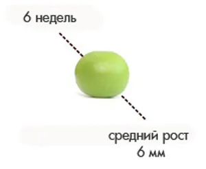 вагітність 5 6 тиждень