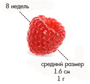 восьмий тиждень вагітності
