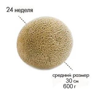 вагітність 24 тиждень