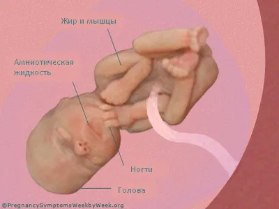 тридцять третій тиждень вагітності