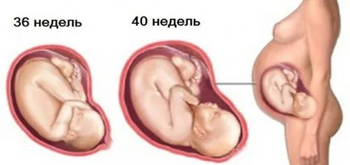 коли починається 9 місяць вагітності коли починається 9 місяць вагітності