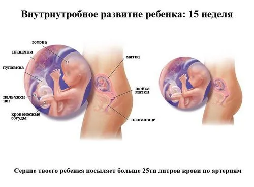 15 тиждень вагітності відчуття в животі