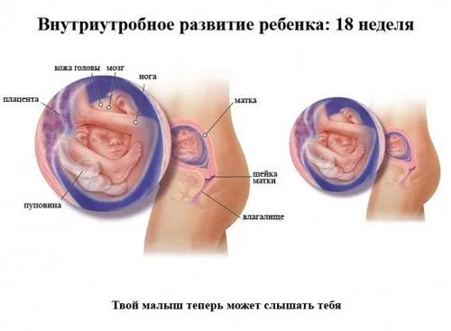вагітність 18 тижнів фото