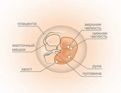узі вагітність 5 тижнів