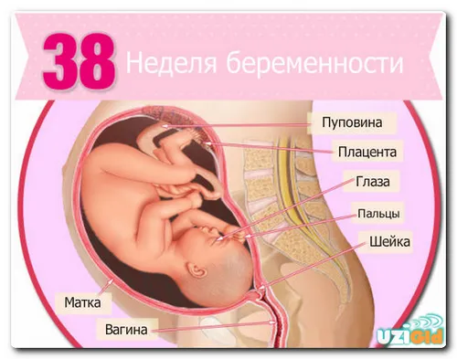 38 тиждень вагітності фото
