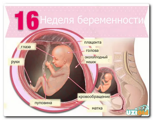16 тиждень вагітності стать дитини